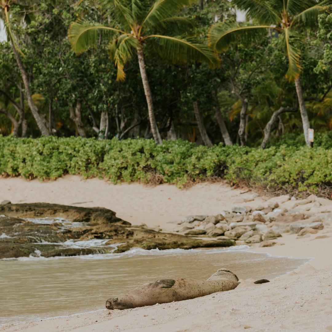 freie Traurednerin Janine2 Hawaiianischer Strand mit Palmen und Mönchsrobbe am Ufer – stille Naturkulisse voller Aloha-Spirit und Harmonie